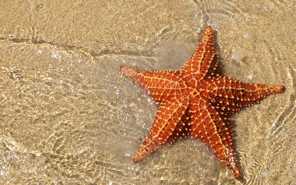 This jpeg image - Starfish and Sand Background, is available for free download