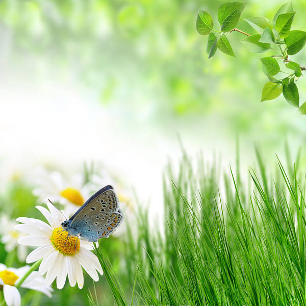 This jpeg image - Summer Background with Butterfly, is available for free download