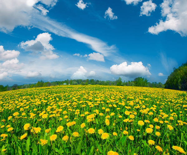 This jpeg image - Summer Meadow with Dandelions Background, is available for free download