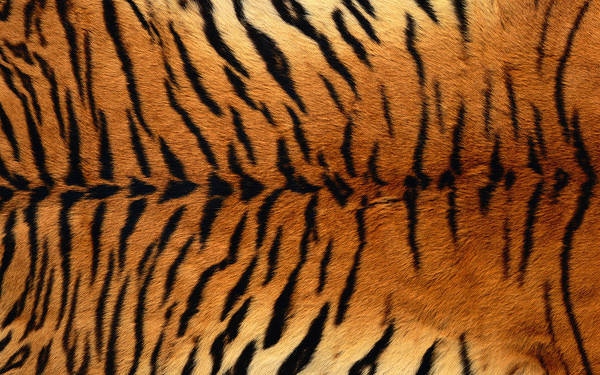 This jpeg image - Tiger Leather Background, is available for free download