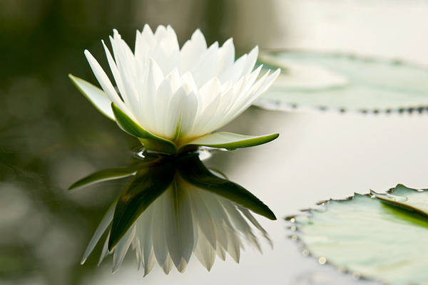 This jpeg image - Water Lily Background, is available for free download