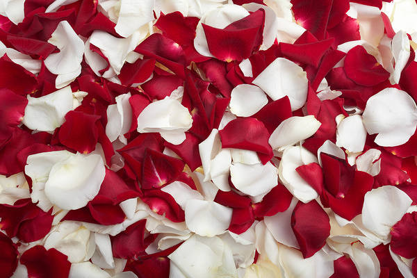 This jpeg image - White and Red Rose Petals Background, is available for free download