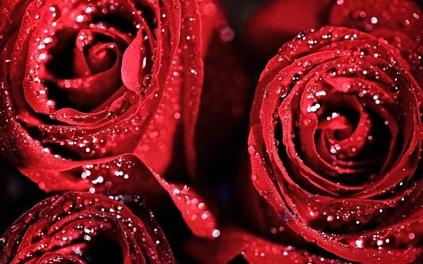 This jpeg image - Beautiful Red Roses with Dew Wallpaper, is available for free download