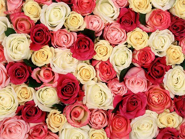 This jpeg image - Roses Background, is available for free download