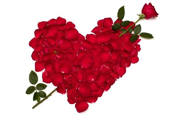 This jpeg image - White Wallpaper with Red Rose Petals Heart and Rose, is available for free download