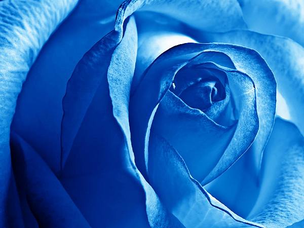 This jpeg image - dreamy-white-blue-rose, is available for free download