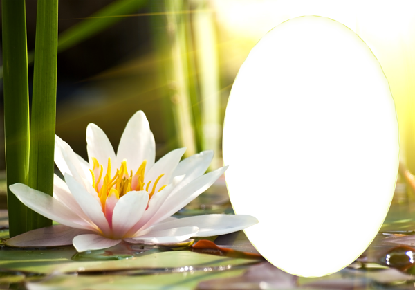 This png image - Transparent Water Lily PNG Frame, is available for free download