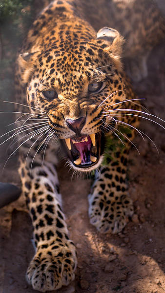 This jpeg image - Angry Leopard iPhone 6S Plus Wallpaper, is available for free download