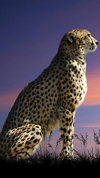 This jpeg image - Beautiful Cheetah iPhone 6S Plus Wallpaper, is available for free download