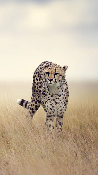 This jpeg image - Cheetah iPhone 6S Plus Wallpaper, is available for free download