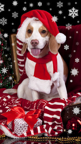 This jpeg image - Christmas Dog with Santa Hat iPhone 6S Plus Wallpaper, is available for free download