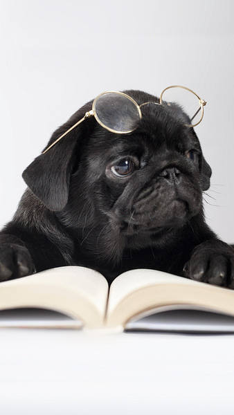 This jpeg image - Cute Dog with Book and Glasses iPhone 6S Plus Wallpaper, is available for free download