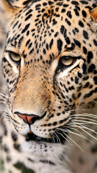This jpeg image - Leopard fACE iPhone 6S Plus Wallpaper, is available for free download