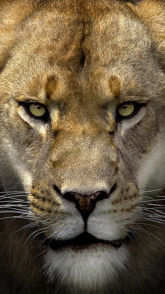 This jpeg image - Lion Face iPhone 6S Plus Wallpaper, is available for free download