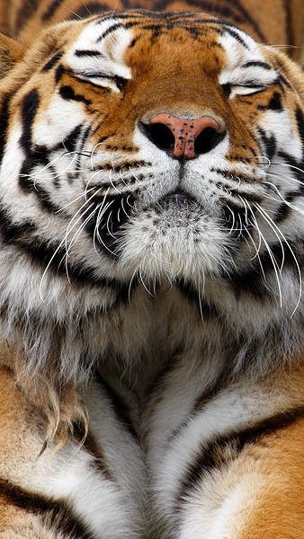 This jpeg image - Samsung Galaxy S7 Beautiful Tiger Wallpaper, is available for free download