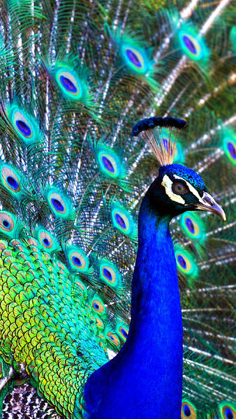 This jpeg image - Samsung Galaxy S7 Wallpaper with Peacock, is available for free download