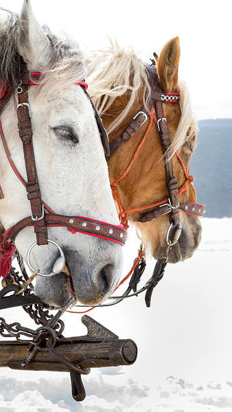 This jpeg image - Winter Horses iPhone 6S Plus Wallpaper, is available for free download