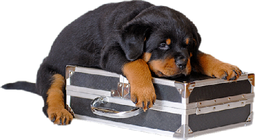 This png image - Black Puppy with Case Clipart, is available for free download