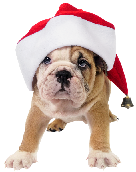 This png image - Cute Dog with Santa Hat Transparent PNG Picture, is available for free download