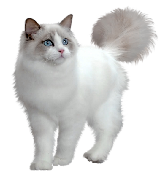 This png image - Cute White Kitten Transparent PNG Picture, is available for free download