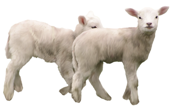 This png image - Lambs PNG Clipart Picture, is available for free download
