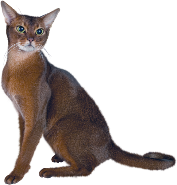 This png image - Large PNG Cat Clipart, is available for free download