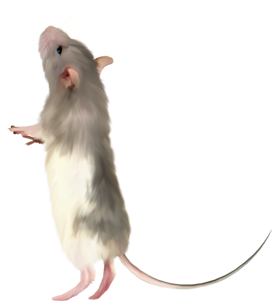 This png image - Mouse PNG Clipart Picture, is available for free download