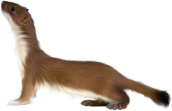 This png image - Otter PNG Art Picture, is available for free download
