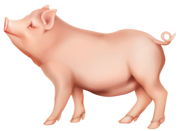 This png image - PIg PNG Clip Art Image, is available for free download
