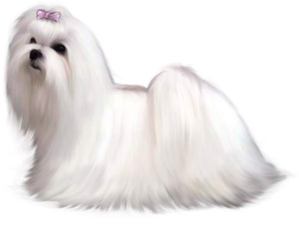 This png image - Painted Maltese Dog PNG Clipart Picture, is available for free download