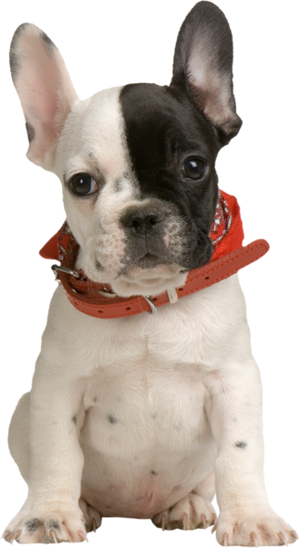 This png image - Puppy PNG Clipart, is available for free download