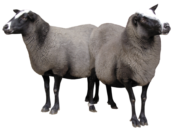 This png image - Sheeps PNG Picture, is available for free download