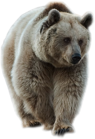 This png image - Transparent Brown Bear PNG Picture, is available for free download