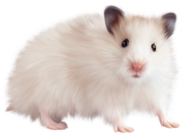 This png image - Transparent Mouse PNG Picture, is available for free download