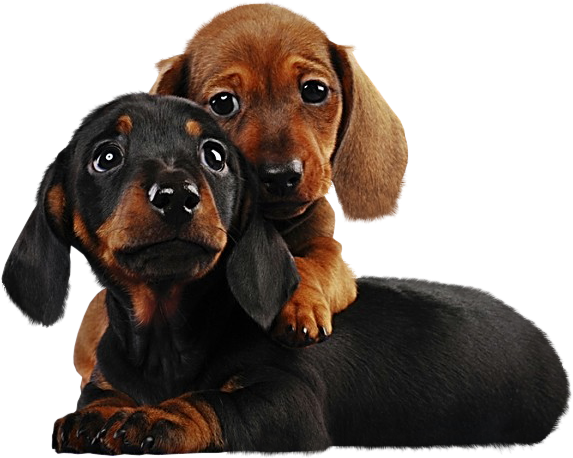 This png image - Two Cute Puppies PNG Clipart, is available for free download