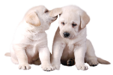 This png image - Two Cute white Puppies PNG Picture, is available for free download