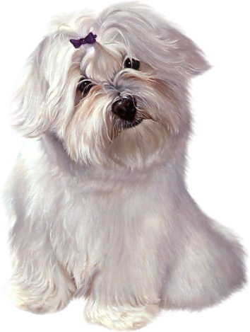 This png image - White Cute Puppy with Ribbon Clipart, is available for free download
