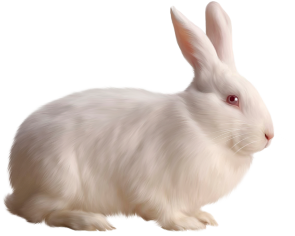 This png image - White Rabbit Free Clipart, is available for free download