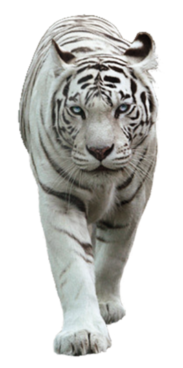 This png image - White Tiger PNG Picture, is available for free download