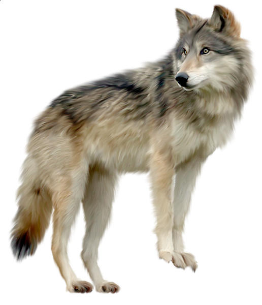 >>>> EL LOBO SOLITARIO <<<< - Página 13 Wolf_Clipart