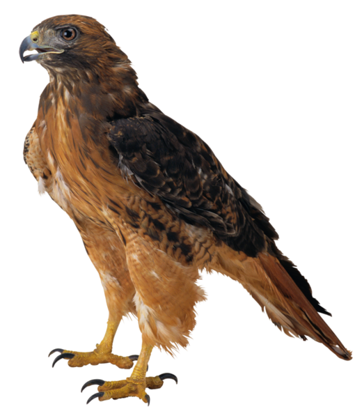 This png image - Hawk PNG Picture, is available for free download
