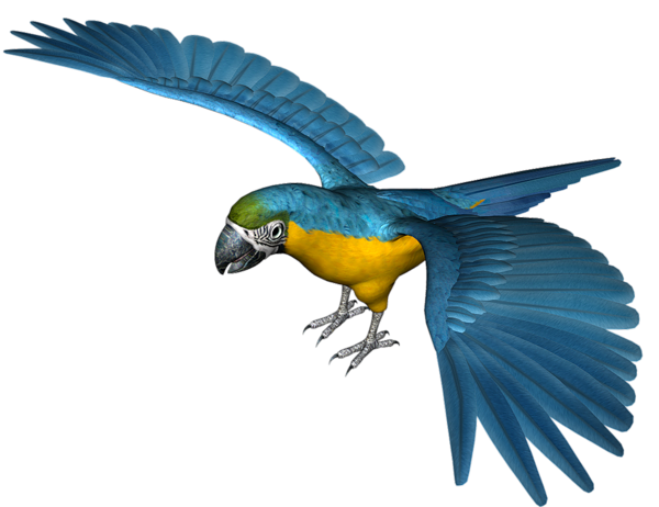 This png image - Large Blue Parrot PNG Clipart, is available for free download