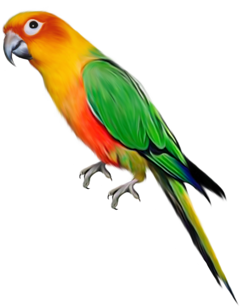 This png image - Large Parrot Clipart, is available for free download