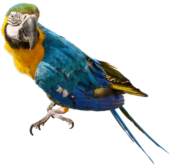 This png image - Large Parrot PNG Clipart, is available for free download