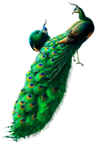 This png image - Peacocks PNG Clipart, is available for free download