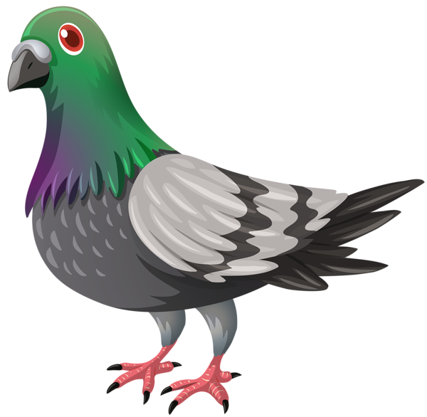 clipart pigeon - photo #42