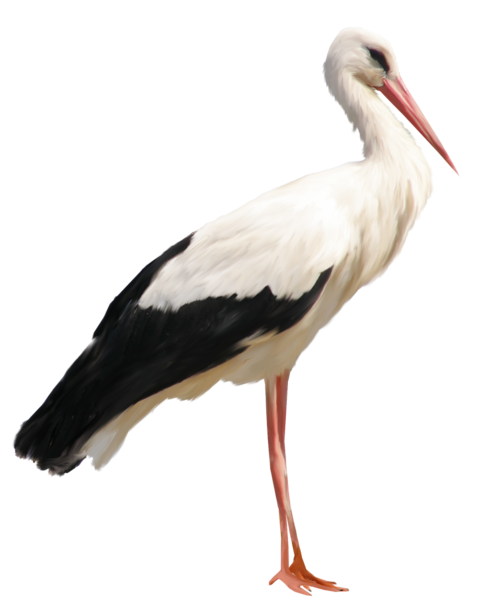 This png image - Stork PNG Clipart, is available for free download