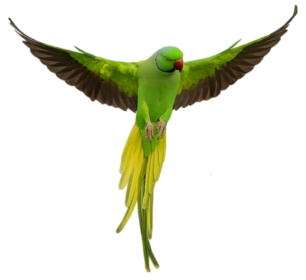 This png image - Transparent Green Parrot PNG Picture, is available for free download