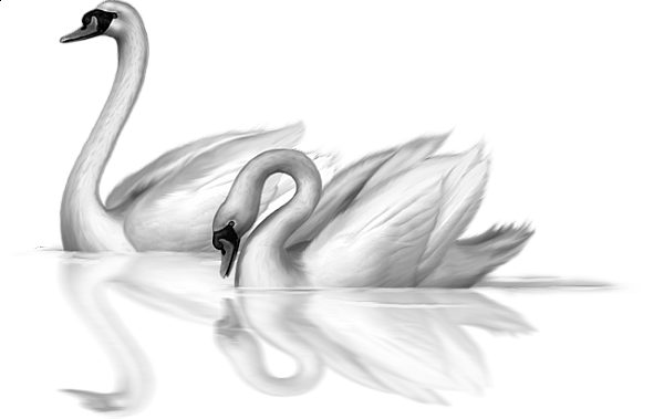 Two White Swans Clip-art