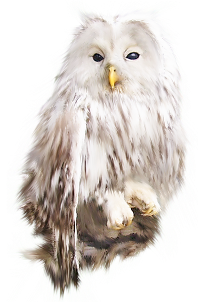 This png image - White Owl, is available for free download